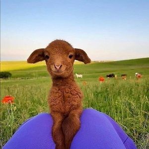 Meet your Posher, Molly